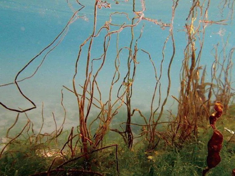 青岛海滩常见食用藻类简介