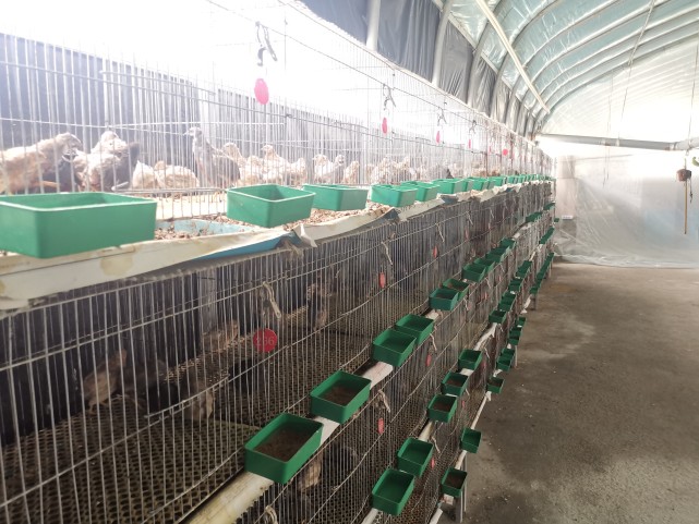 芦丁鸡养殖必读家庭养殖芦丁鸡管理技术总结轻轻松松在家养好芦丁鸡