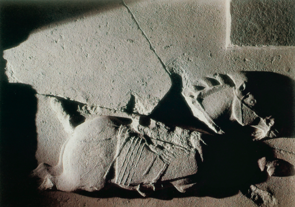 葛承雍|葛承雍：追寻胡汉研究的细节，揭开那些隐秘的史实