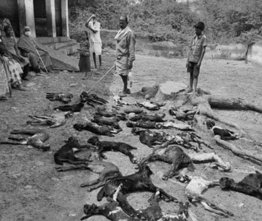 印度_社会|印度猴群袭击农场，无视驱赶杀死30只羊羔