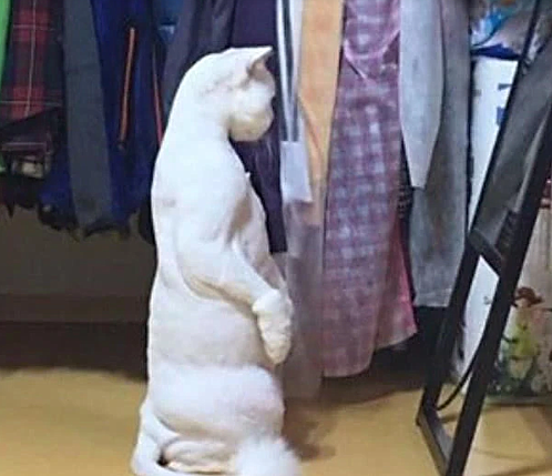 猫咪|猫咪被剃毛后，站在镜子前自闭了一个小时：谁关了我的美颜相机？