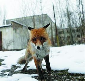 狐狸|研究称狐狸4万年前就吃人剩饭