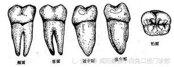 每颗牙齿都有五个面你平时刷了哪几个面