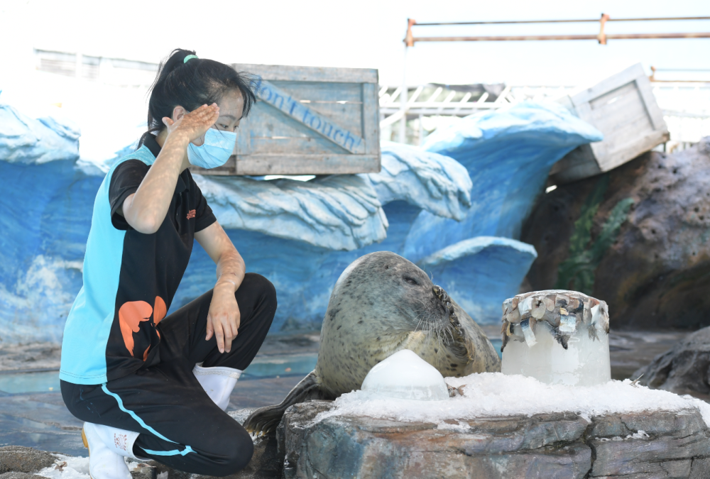 海豹玩冰桶香豬打水仗哈爾濱極地館淘企鵝動物園避暑有高招