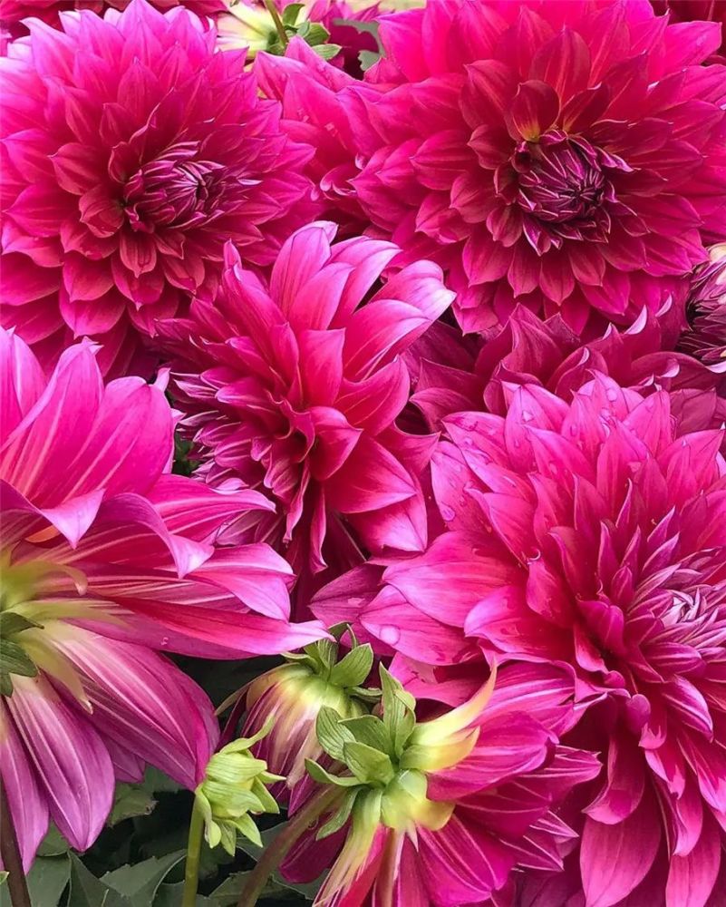 满眼鲜花,满心欢喜