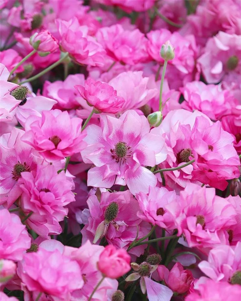 满眼鲜花,满心欢喜