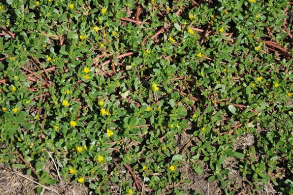 农村人把这野菜当杂草,在城里卖几十元一斤!