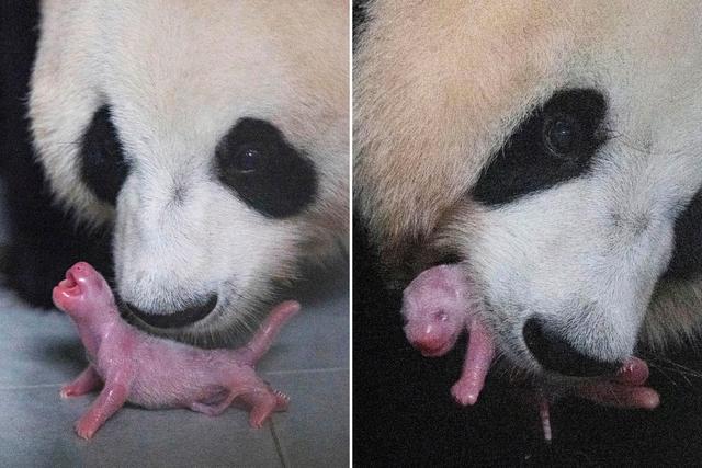 大熊猫|大熊猫首次在韩国产下健康幼崽，三到四年后会返回故乡