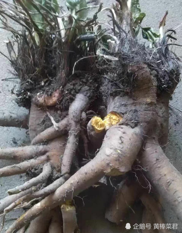 大黄中国四大中药之一黄棒菜身上就有