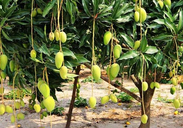 芒果|种植芒果采果后管理措施