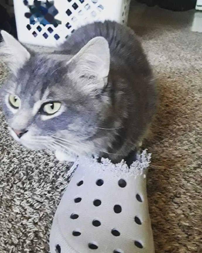 猫咪|猫咪从小喜欢啃鞋，几年后再次见到不想说话了：跟你有多大仇啊？