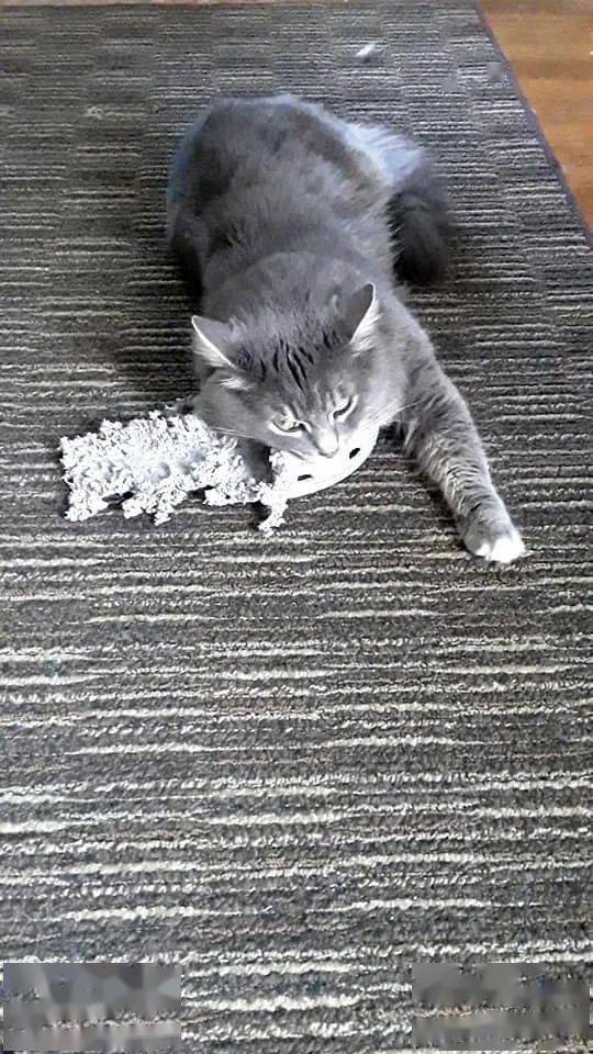 猫咪|猫咪从小喜欢啃鞋，几年后再次见到不想说话了：跟你有多大仇啊？