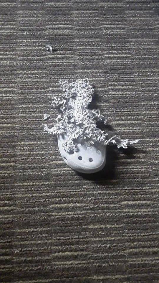 猫咪|猫咪从小喜欢啃鞋，几年后再次见到不想说话了：跟你有多大仇啊？