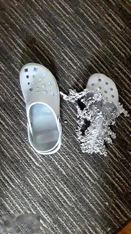 猫咪|猫咪从小喜欢啃鞋，几年后再次见到不想说话了：跟你有多大仇啊？