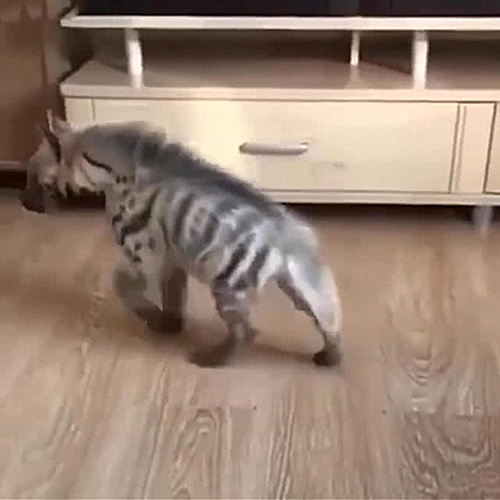 斑马|男子花50买了条丑狗，1个月后发现了端倪：怎么长得跟斑马似的？