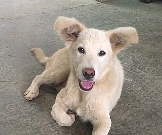 斑马|男子花50买了条丑狗，1个月后发现了端倪：怎么长得跟斑马似的？