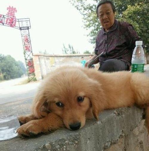 斑马|男子花50买了条丑狗，1个月后发现了端倪：怎么长得跟斑马似的？