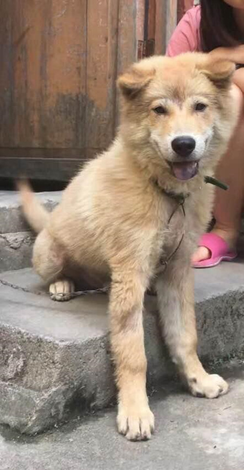 斑马|男子花50买了条丑狗，1个月后发现了端倪：怎么长得跟斑马似的？