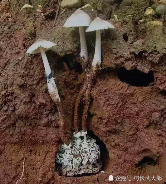 采摘的时候尽量小心,不要破坏菌丝,然后将泥土重新