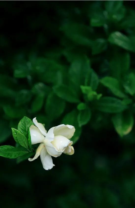 清暑插花 赏水胜于赏花 腾讯新闻