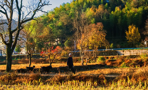 秋天去“中国最美乡村”赏红叶吧