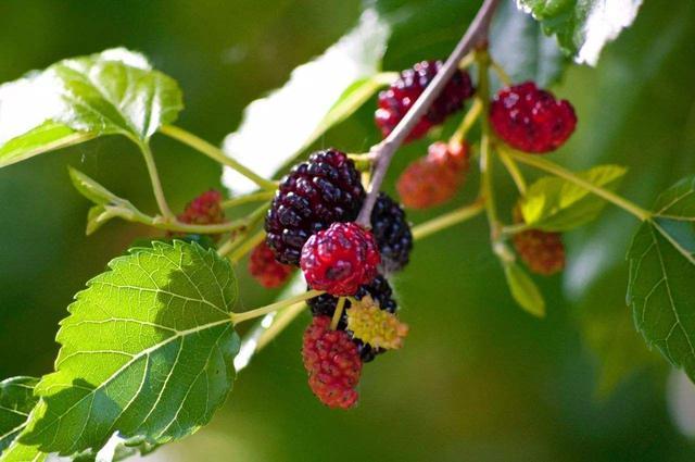 柳树|古语“五树进宅，人穷家败”，是指哪五种树，为何古人如此忌讳？