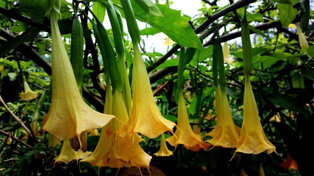 曼陀罗|曼陀罗有毒，为什么农村屋前屋后还有很多人种？