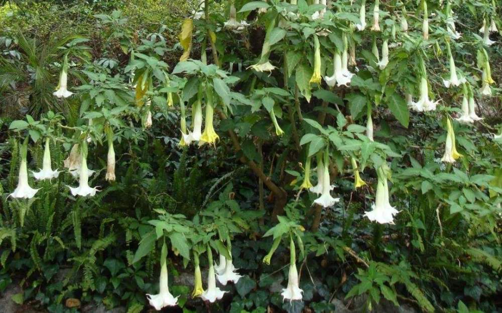 曼陀罗|曼陀罗有毒，为什么农村屋前屋后还有很多人种？