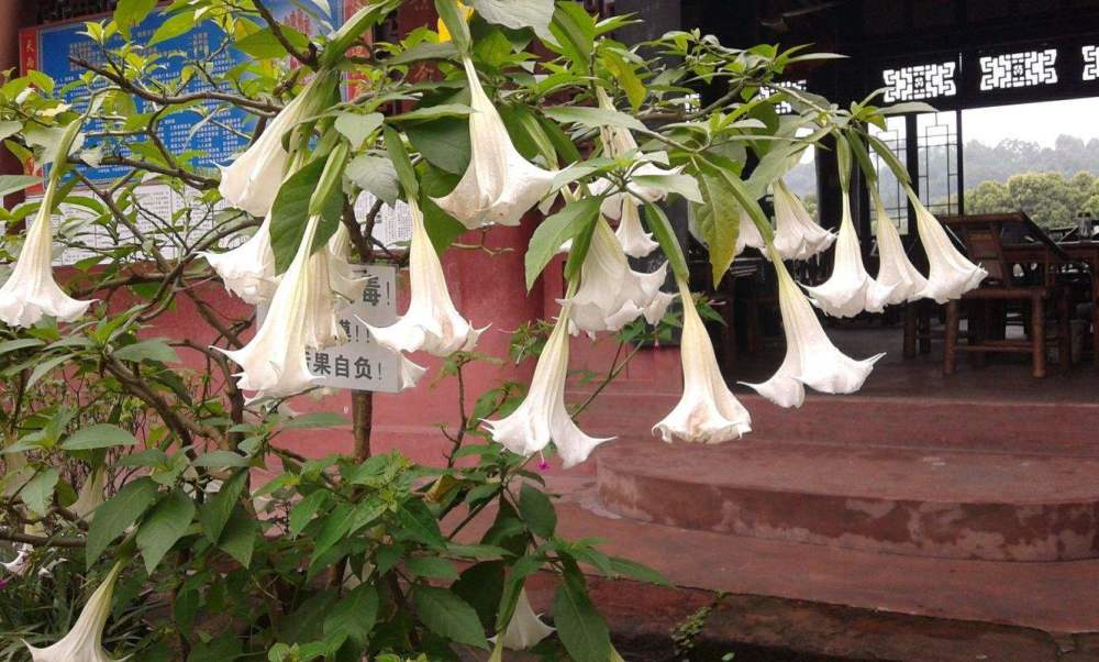 曼陀罗|曼陀罗有毒，为什么农村屋前屋后还有很多人种？