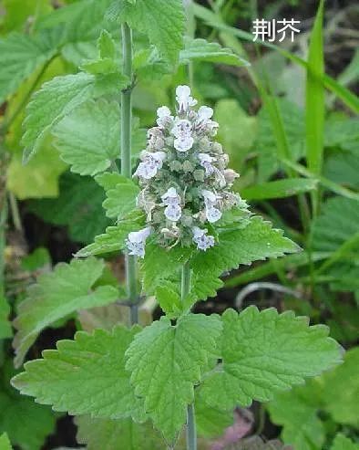 两味中药,治一切牙痛|中药|牙痛|荆芥|木耳