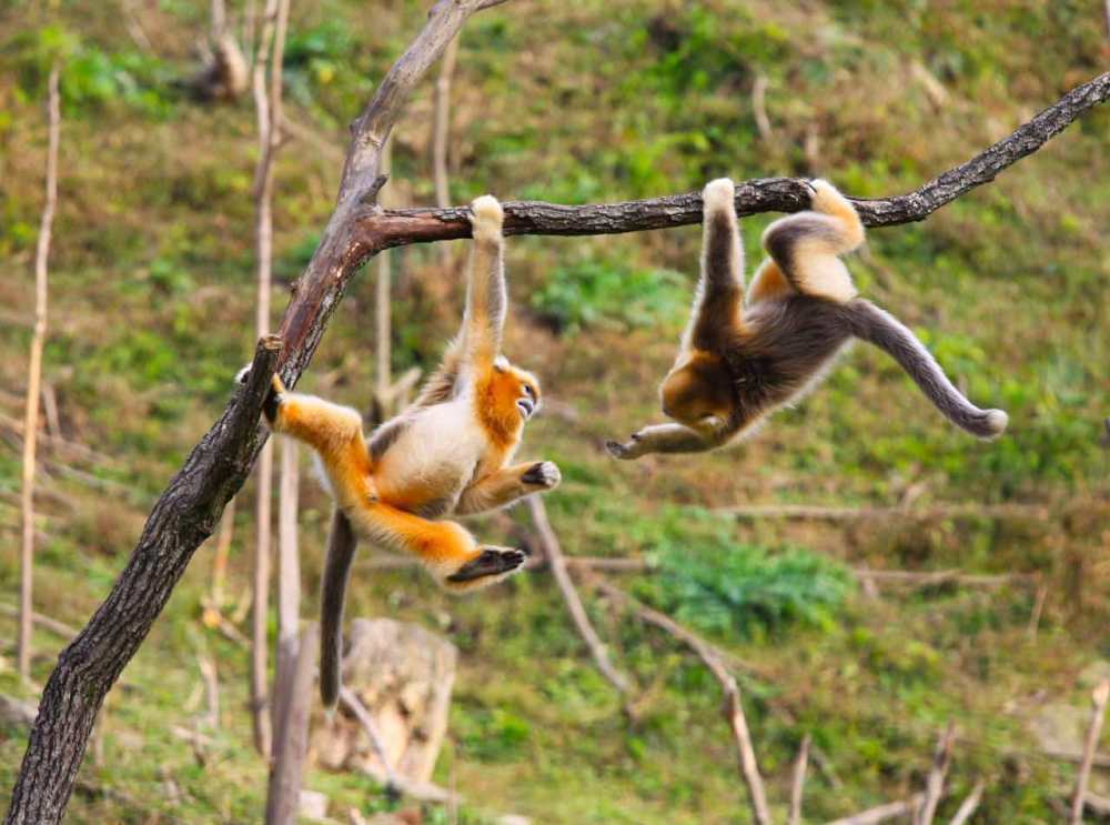 树栖生物会在树上空投粑粑吗