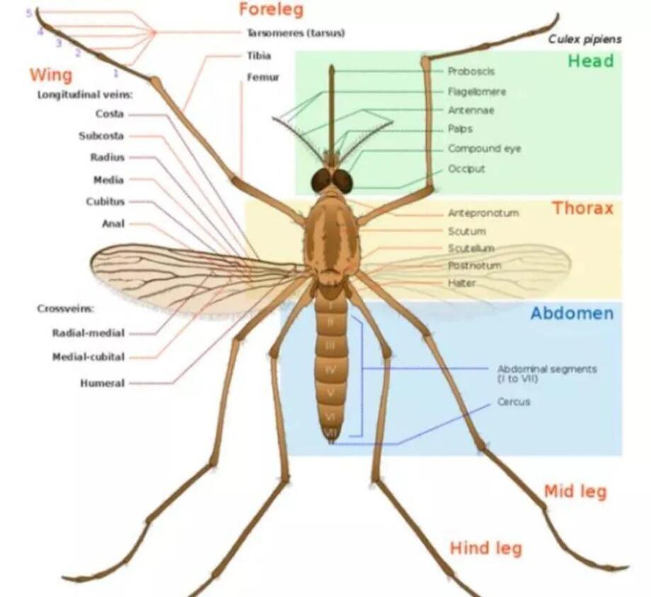 北极圈|北极圈蚊子越来越多？人类能不能将蚊子全部消灭？