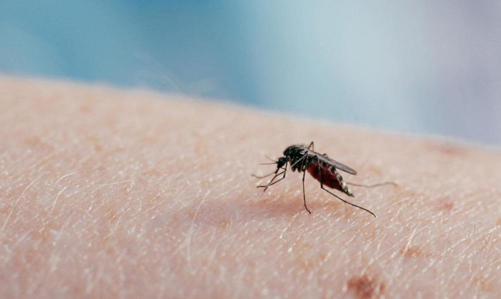 北极圈|北极圈蚊子越来越多？人类能不能将蚊子全部消灭？