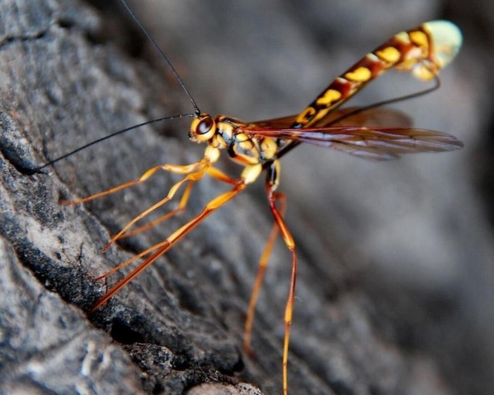 北极圈|北极圈蚊子越来越多？人类能不能将蚊子全部消灭？