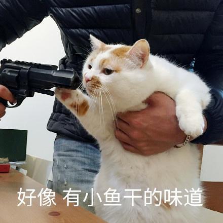 这届猫咪又翻车了 实在太蠢 太搞笑了哈哈哈 腾讯新闻