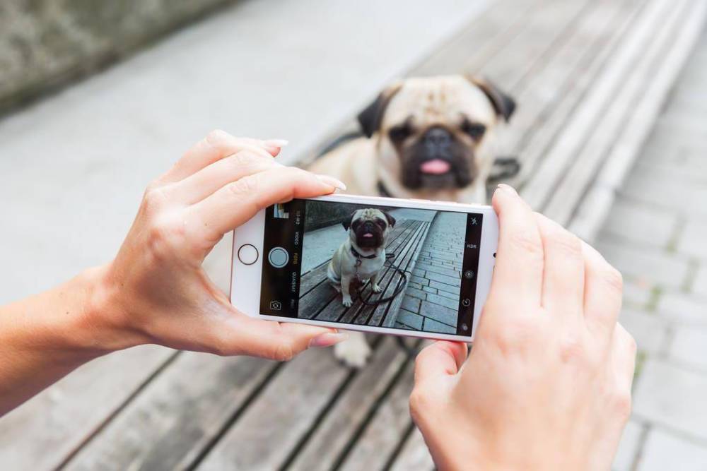 你可以借助狗脸识别技术准确实现宠物狗的身份,通过手机扫描或者拍照