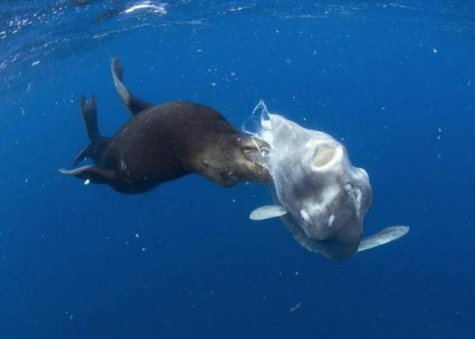 被吃了一半也不懂反抗的翻车鱼为何不会灭绝它们也太幸运了