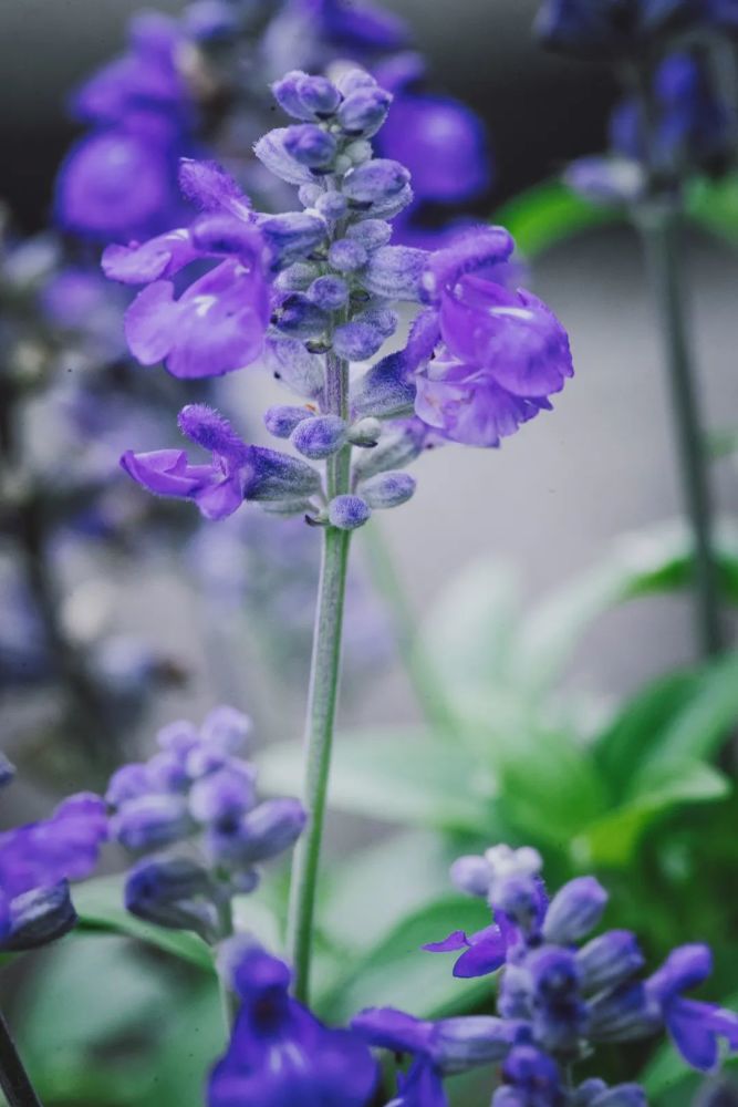 但颜色过于厚重有些花虽然夏天也开穗花牡荆△柳叶马鞭草△拟美国薄荷
