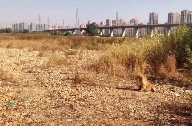 狗狗|男子出门办事，偶遇一只大着肚子的金毛，好奇下车查看后却泪目了