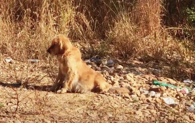 狗狗|男子出门办事，偶遇一只大着肚子的金毛，好奇下车查看后却泪目了