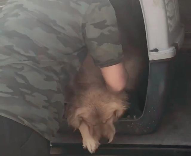 狗狗|男子出门办事，偶遇一只大着肚子的金毛，好奇下车查看后却泪目了