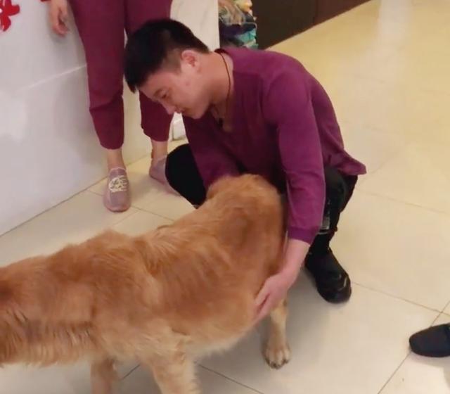 狗狗|男子出门办事，偶遇一只大着肚子的金毛，好奇下车查看后却泪目了