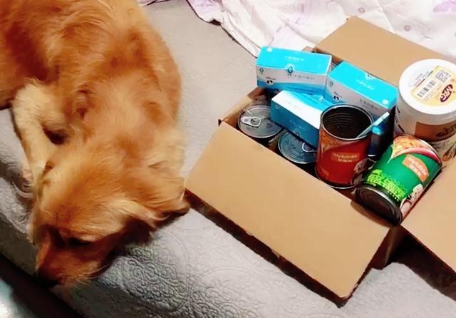 狗狗|男子出门办事，偶遇一只大着肚子的金毛，好奇下车查看后却泪目了