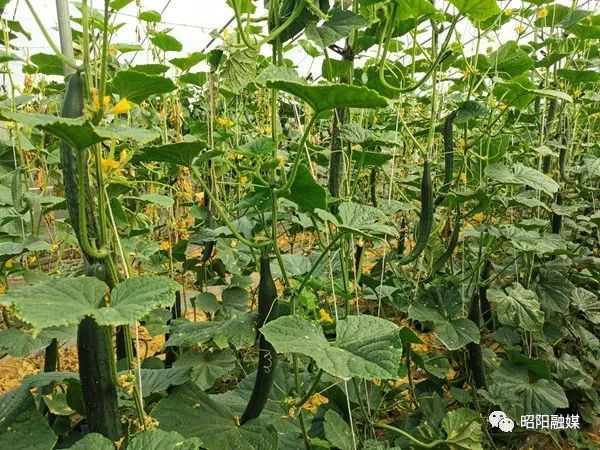 太平街道水平社区:大棚瓜果香 致富奔小康