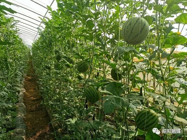 太平街道水平社区:大棚瓜果香 致富奔小康