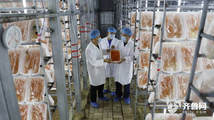 蛹虫草|十年育一菌株！德州首家蛹虫草生产基地迎来采收 年产量达1200余公斤