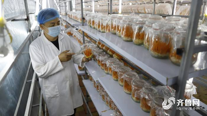 蛹虫草|十年育一菌株！德州首家蛹虫草生产基地迎来采收 年产量达1200余公斤