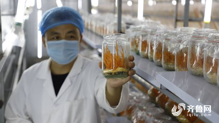 蛹虫草|十年育一菌株！德州首家蛹虫草生产基地迎来采收 年产量达1200余公斤