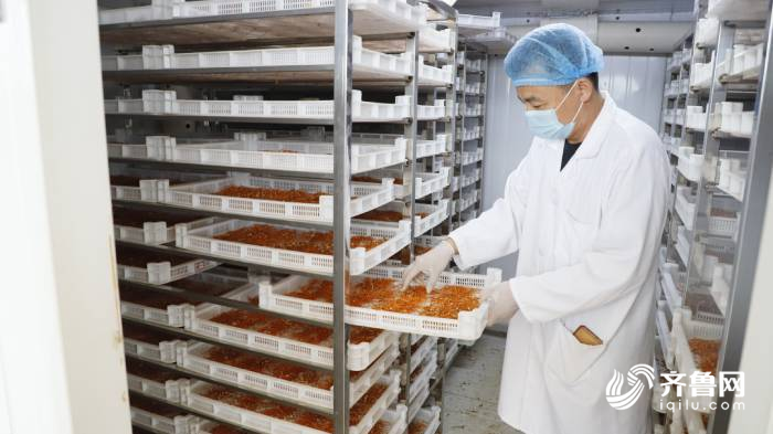 蛹虫草|十年育一菌株！德州首家蛹虫草生产基地迎来采收 年产量达1200余公斤