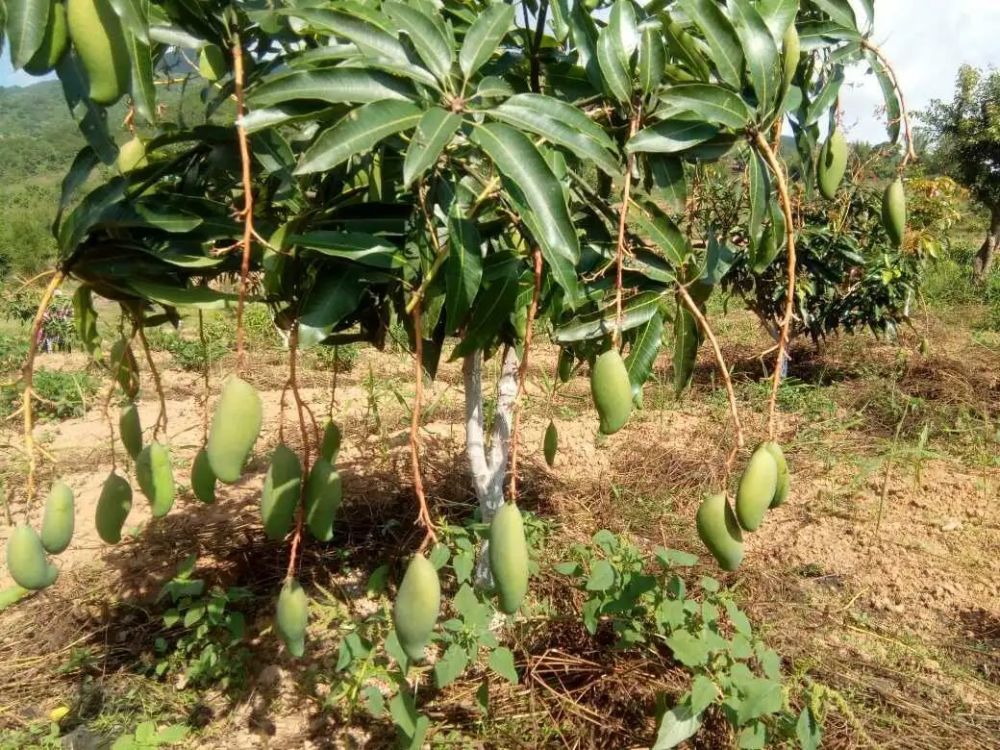 新抚镇千亩有机晚熟芒果缀满枝